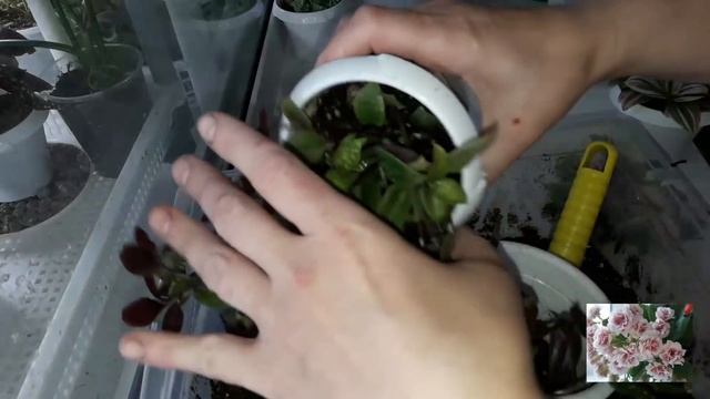 КОМНАТНЫЕ ЦВЕТЫ.ГОТОВЛЮ ТРАДЕСКАНЦИИ К ЗИМОВКЕ. смотреть онлайн