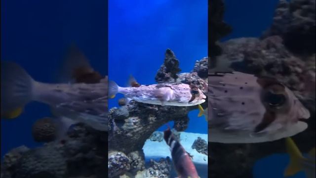 Смертельно опасная рыба-ёж смотреть онлайн