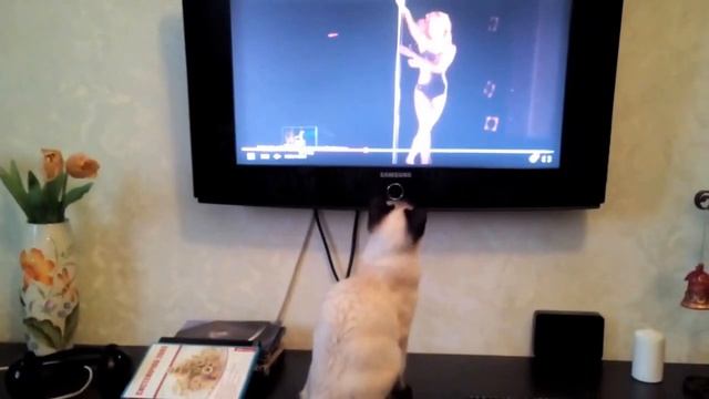 Кошка смотрит стрипиз. смотреть онлайн