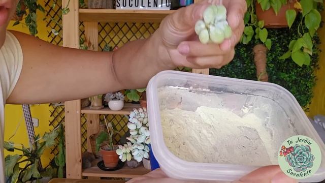 Cuidados del Cotyledon Pendens / Jardín Suculento смотреть онлайн