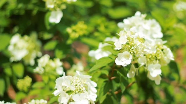 Волшебная белая Гортензия цветет на лужайке | Футажи красивая природа [FullHD] смотреть онлайн