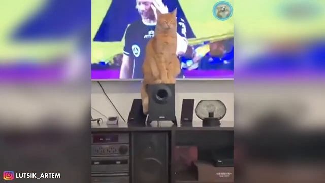 ?СМЕШНЫЕ МОМЕНТЫ с ЖИВОТНЫМИ, СНЯТЫЕ на КАМЕРУ / ПРИКОЛЫ с ЖИВОТНЫМИ #3