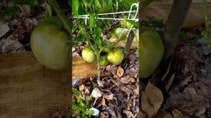 Обзор томата золотые купола.  15 июля 2019