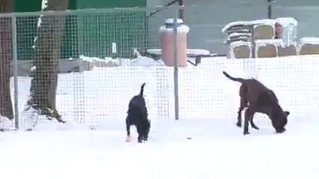 Украинские журналисты о породе алано смотреть онлайн