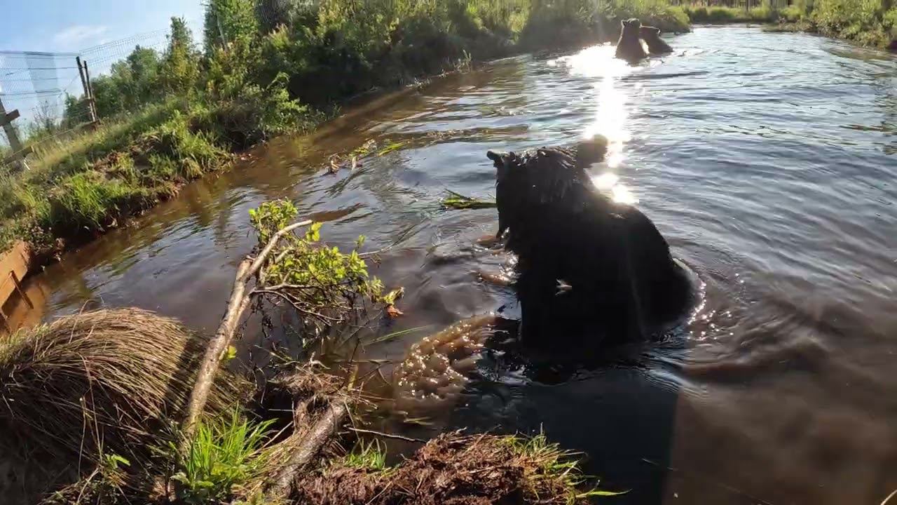 Дуська рыбачка. Медведь. смотреть онлайн