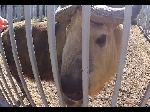 Сычуанский Такин в Гродненском Зоопарке 2018 смотреть онлайн