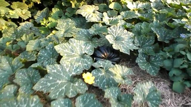 тыква сорта "Мускатная Прованская" F1 смотреть онлайн