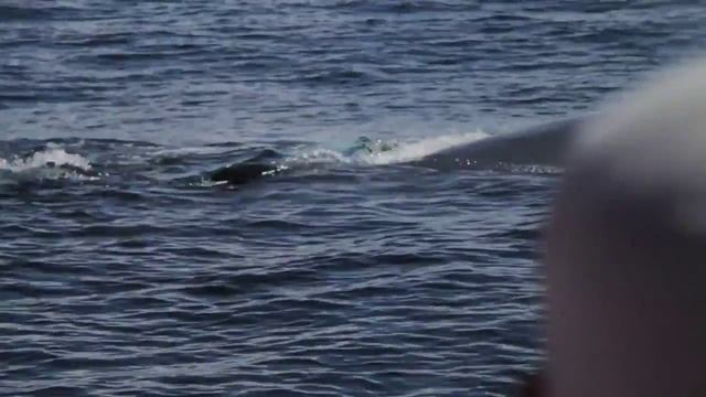 Whale Watching In Samana, Dominican Republic