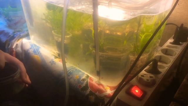 Сифонка и подмена вода! У мальков Гуппи и Пецилии смотреть онлайн