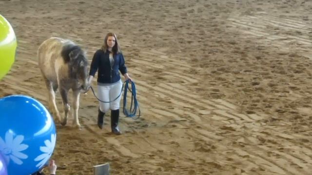 Horse show Minsk march 2016 | Выставка лошадей Минск Март 2016 - Забайкальская кучерявая смотреть онлайн