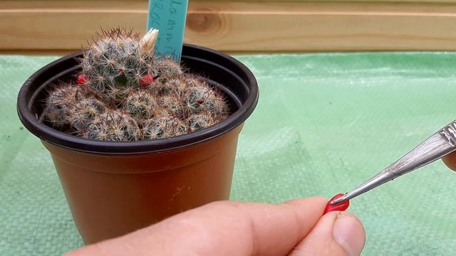 Собираю фрукты с моего кактуса - Маммилярия пролифера смотреть онлайн