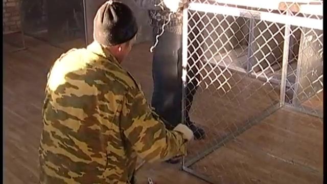 Новый приют для бездомных животных Пёс И Кот смотреть онлайн