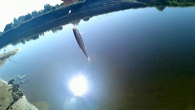 В гостях на брянщине у Владимира(август 2021) смотреть онлайн