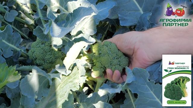 Такую капусту не купишь в магазине смотреть онлайн
