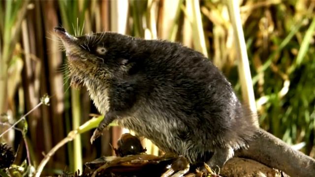 Красная книга России_ животные лесов.mp4 смотреть онлайн