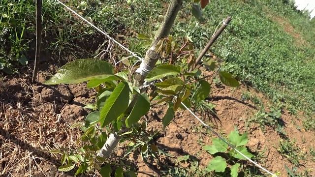 ГРЕЦКИЙ орех ПОСЛЕ ЗАМОРОЗКА просит корректировку. Как обрезать такой грецкий орех. смотреть онлайн