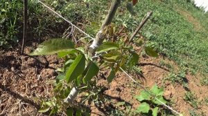 ГРЕЦКИЙ орех ПОСЛЕ ЗАМОРОЗКА просит корректировку. Как обрезать такой грецкий орех.