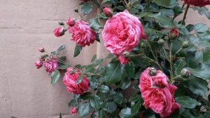 Плетистая роза Лагуна