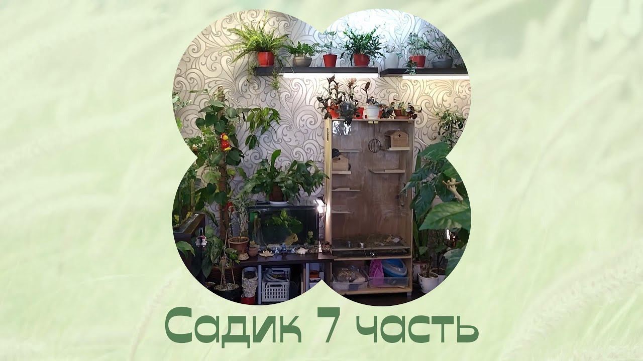 Мой комнатный садик 7 часть. смотреть онлайн