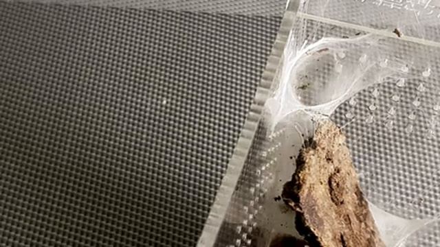 Кормление мелких Caribena versicolor и Avicularia geroldi смотреть онлайн