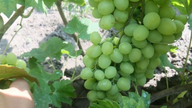 Виноград "София" смотреть онлайн