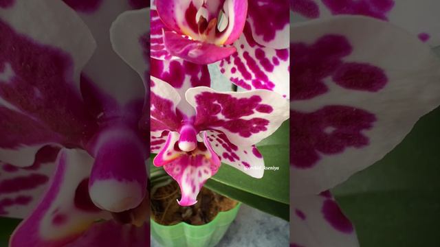 Phal. Rembrandt 🌸 Голландская пятнистая орхидея фаленопсис смотреть онлайн