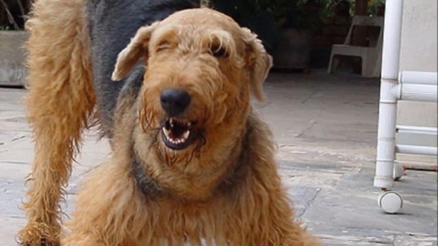 Собака Эрдельтерьер плюсы и минусы породы | Собаководство | Порода Эрдельтерьер смотреть онлайн