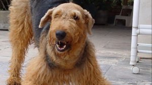 Собака Эрдельтерьер плюсы и минусы породы | Собаководство | Порода Эрдельтерьер