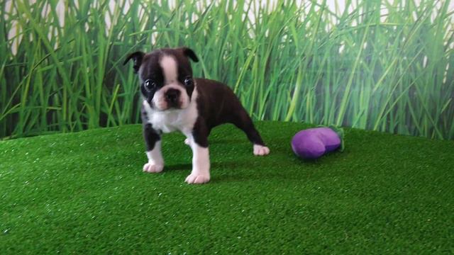 Щенок бостон терьера. Девочка. Д.р. 11.02.2023