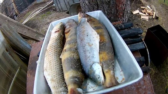 Коптим Кефаль, Голец, Терпуг и Жарим Мясо смотреть онлайн