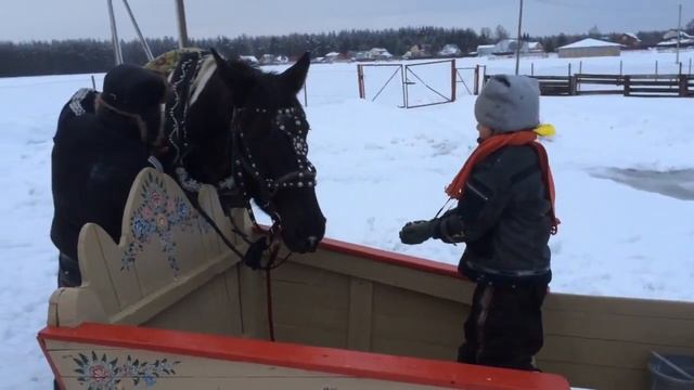 Заездка Пегаши в сани. День второй. смотреть онлайн