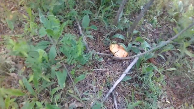 ПОЕХАЛ ПОСМОТРЕТЬ ГРИБЫ. смотреть онлайн