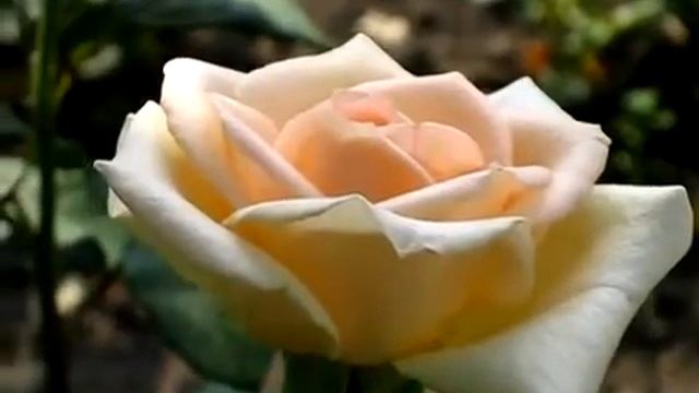 Rose Osiana (Осиана роза) смотреть онлайн