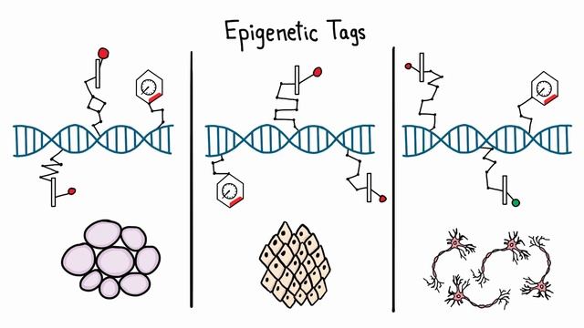 Epigenetics: Why Inheritance Is Weirder Than We Thought смотреть онлайн