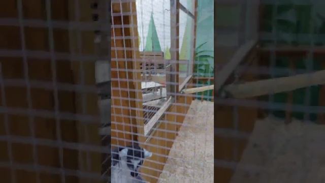Смешные животные - коты,собаки, птицы,и много других смотреть онлайн