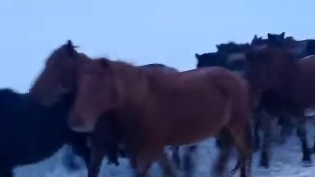 Это мега круто! Это самый большой табун из 1 000 000 лошадей!!! смотреть онлайн