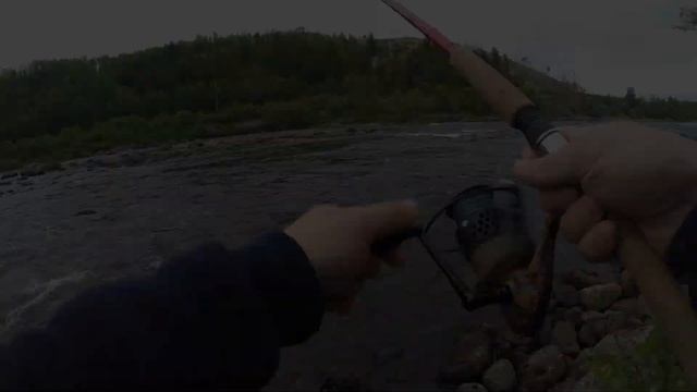 СЕМГА на креветку Шонгуй Мурманская область/Salmon fishing for shrimp смотреть онлайн