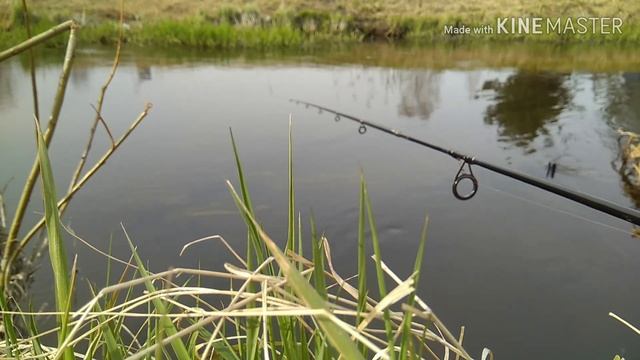Уза. Ловля плотвы без поплавка!!! Fishing for roach without float in Belarus смотреть онлайн
