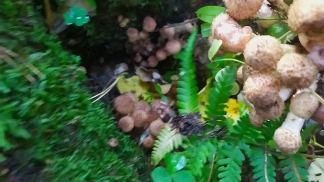 Грибы опята, толстые как боровики! Второй слой. Где искать? смотреть онлайн