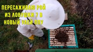 Забираю рой пчел с 7 ловушки и пересаживаю на новое место