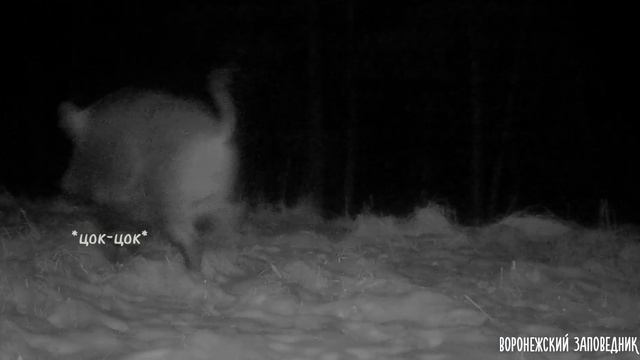 Один день из жизни фотоловушки! смотреть онлайн