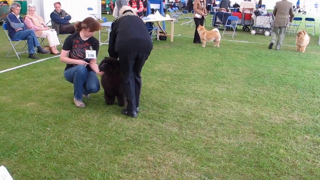 Chow-chow Simauta Dess Polaris.