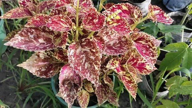 10 Most Beautiful Coleus Plant Verities II 10টি সবচেয়ে সুন্দর কোলিয়াস উদ্ভিদের জাত Ll JayGardenin