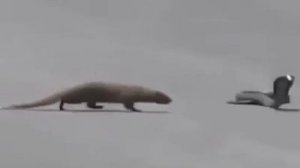 Мангуст и кобра