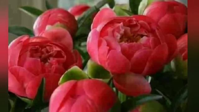 ПРИЯТНОГО ВЕЧЕРА.ТЕПЛЫХ ЭМОЦИЙ. смотреть онлайн