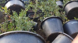 Как я сохраняю голубику в контейнерах зимой.