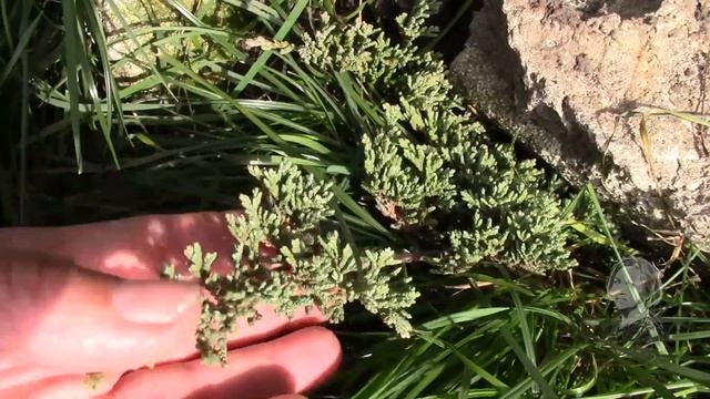 ВЕТОЧКА МОЖЖЕВЕЛЬНИКА ДЛЯ МОЕГО САДА! смотреть онлайн