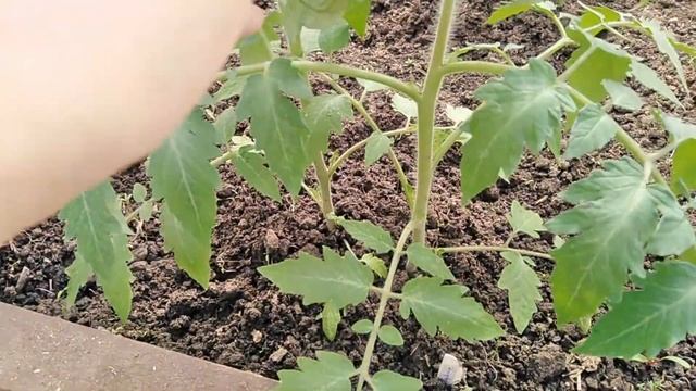 29 апреля 2021г. ТОМАТЫ дачные заметки ОБЗОР смотреть онлайн