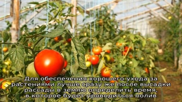 Каким образом и как часто поливать помидоры в теплице: советы опытных фермеров для получения обиль. смотреть онлайн
