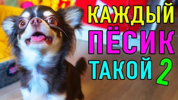Каждый песик такой 2: муравьи, газета и хаос 🐶😅
